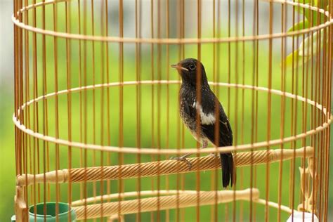 養鳥 風水|【鳥風水】養鳥風水知多少？居家養鳥禁忌大公開，讓你財運亨通。